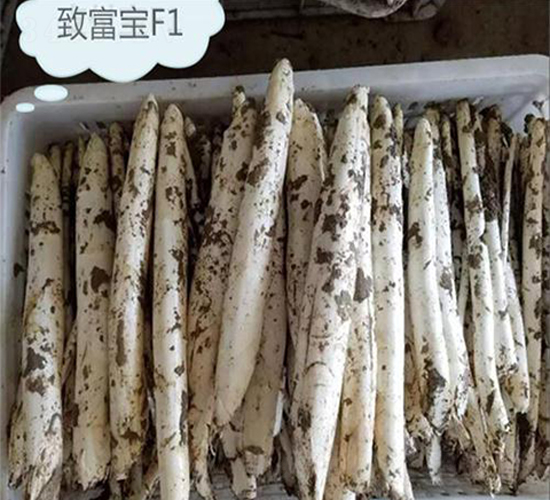 �¡����¸���F1-�J�S�N��-��T�S�r(n��ng)�I(y��)