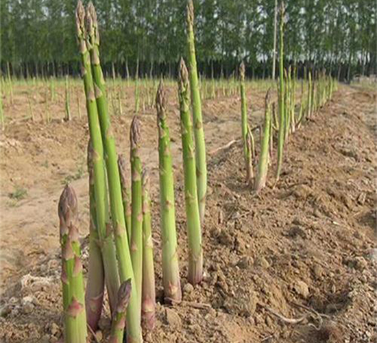 ��������-�J�S�N��-��T�S�r(n��ng)�I(y��)