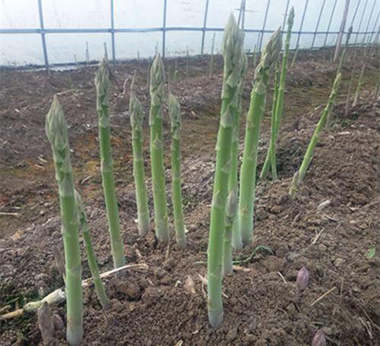 �¹�܊һ̖-�J�S�N��-��T�S�r(n��ng)�I(y��)