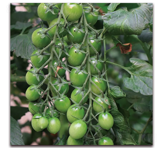 �G��ʯ1̖(h��o)-С���ѷN��-����