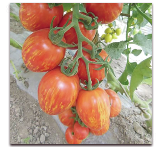 ����1̖(h��o)-С���ѷN��-����