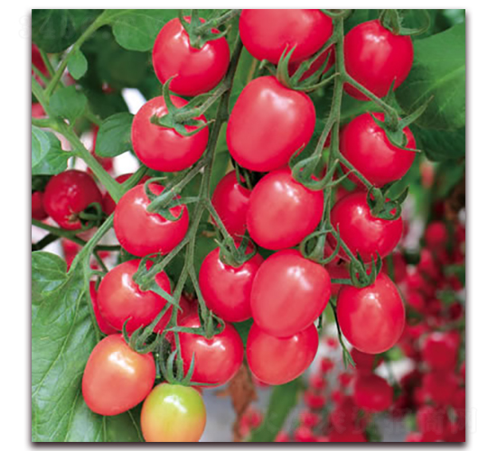 �f��-С���ѷN��-����