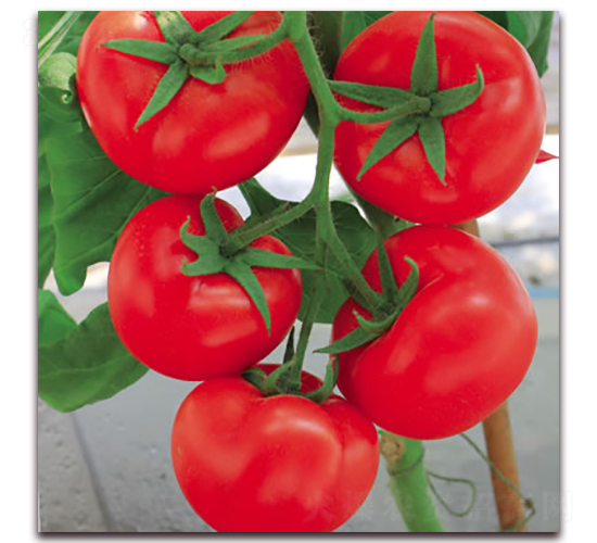 ��ɯ��-2-�t�����ѷN��-����