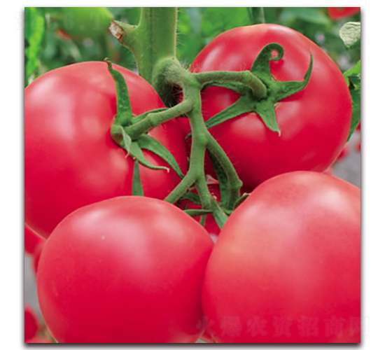 �¾޷ی�ʯ-�۹����ѷN��-����