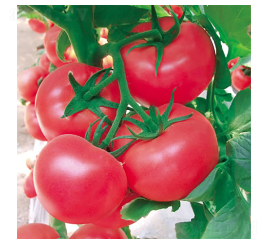 ���m3̖-�۹����ѷN��-����