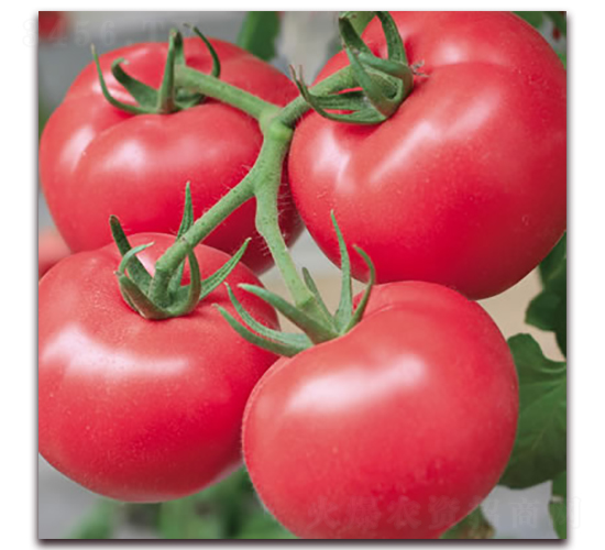 �޷ی�ʯ-�۹����ѷN��-����