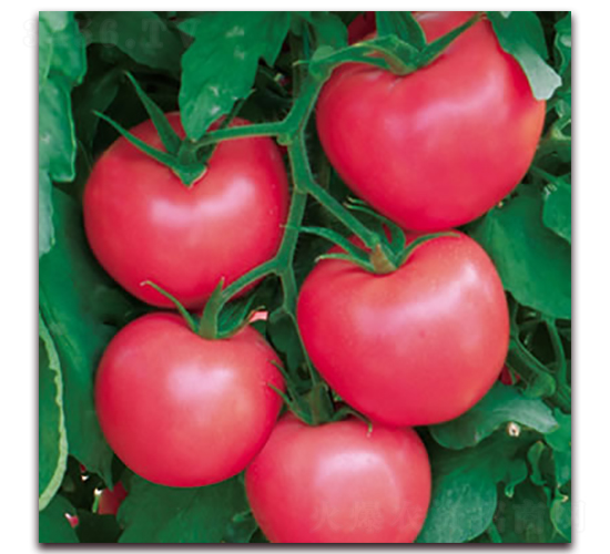 ���m9̖(h��o)-�۹����ѷN��-����