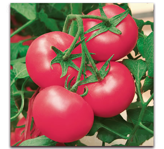 �Ё�218-�۹����ѷN��-����