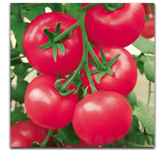 �Ё�219-�۹����ѷN��-����