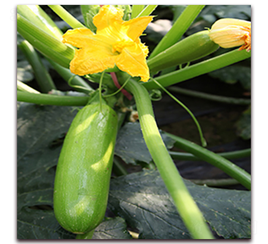 �e��-�����J�N��-��ʢԪ