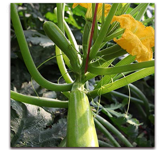 ����-�����J�N��-��ʢԪ