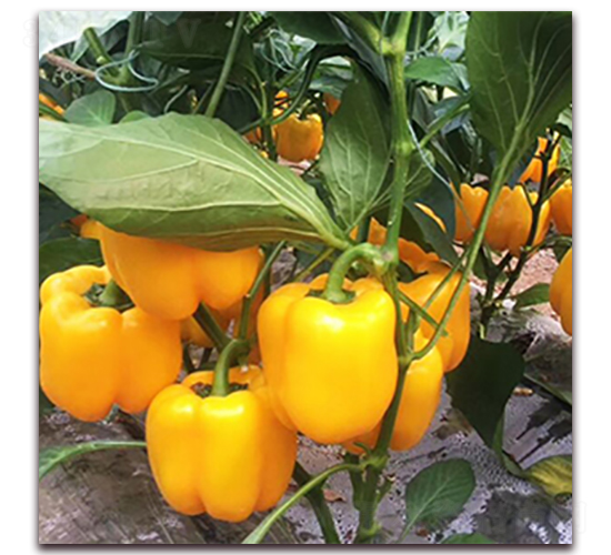 �K�ƋI-�𽷷N��-��ʢԪ