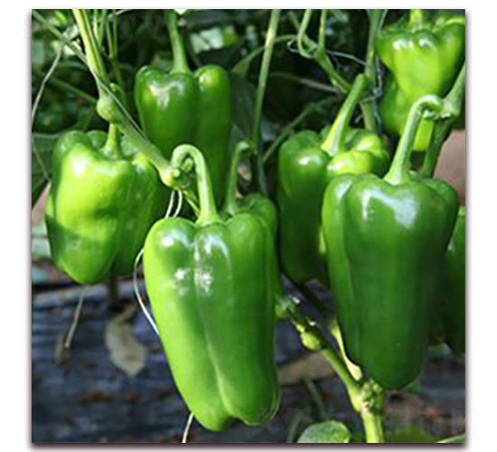 ���{��-�𽷷N��-��ʢԪ