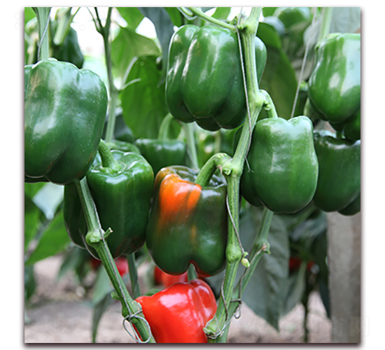 ���{-�𽷷N��-��ʢԪ