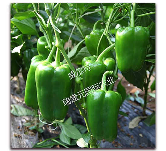 ������-�𽷷N��-��ʢԪ