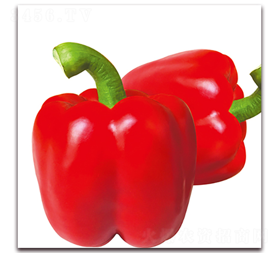 ِ����-�𽷷N��-��ʢԪ