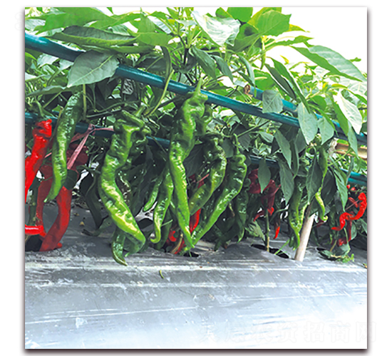 ����-�⽷�N��-��ʢԪ