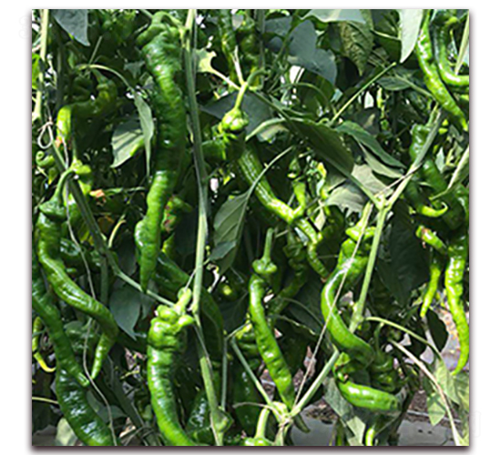 ����-�⽷�N��-��ʢԪ