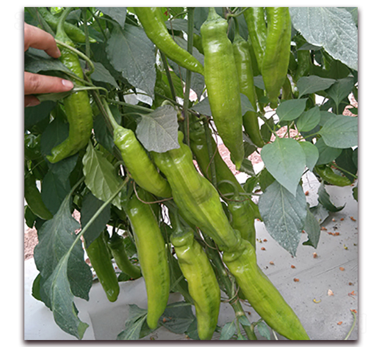 �쌚-�⽷�N��-��ʢԪ