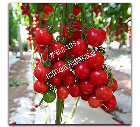 ���Ơ�185-���ҷ��ѷN��-��ʢԪ