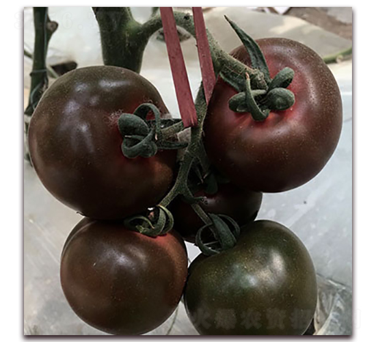 ������-���ҷ��ѷN��-��ʢԪ