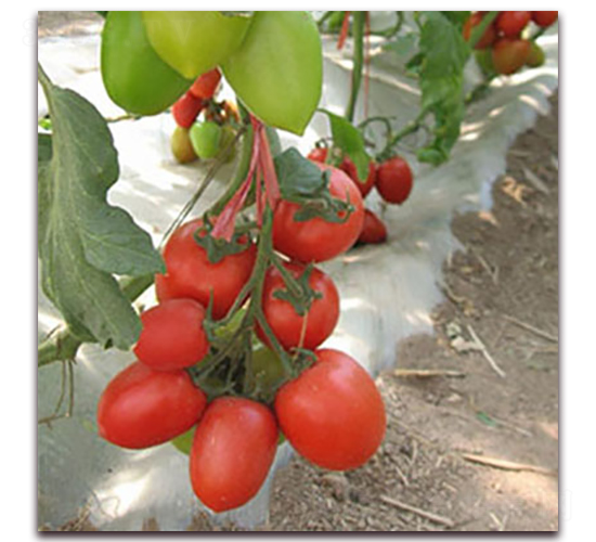 �_��-���ҷ��ѷN��-��ʢԪ