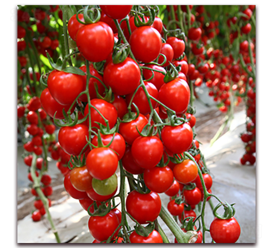 ����-���ҷ��ѷN��-��ʢԪ