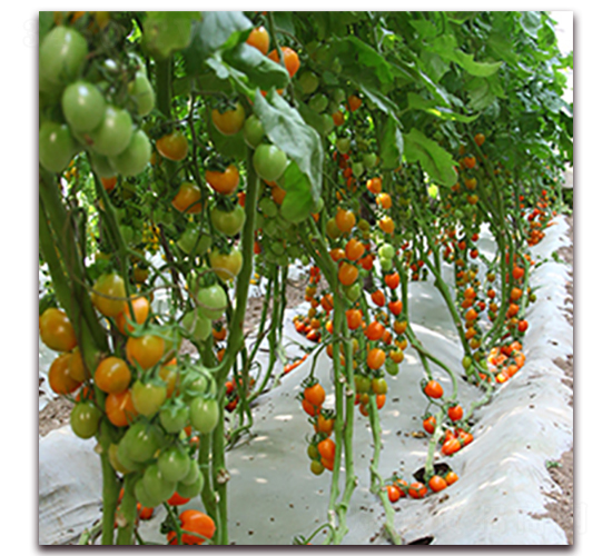 �S��-���ҷ��ѷN��-��ʢԪ