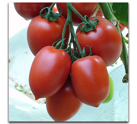 ����-���ҷ��ѷN��-��ʢԪ