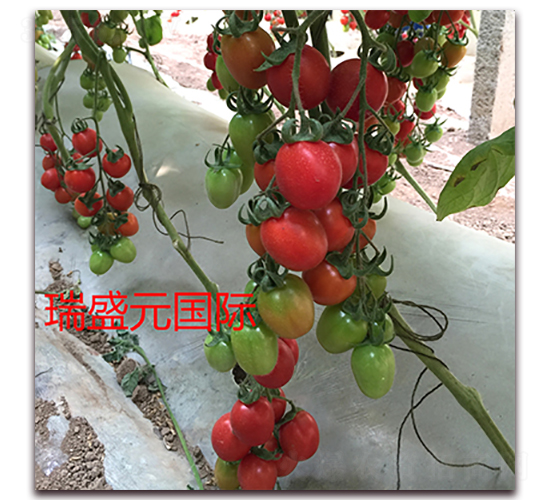 ��ɏ008-���ҷ��ѷN��-��ʢԪ