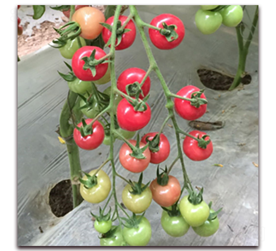 ����-���ҷ��ѷN��-��ʢԪ