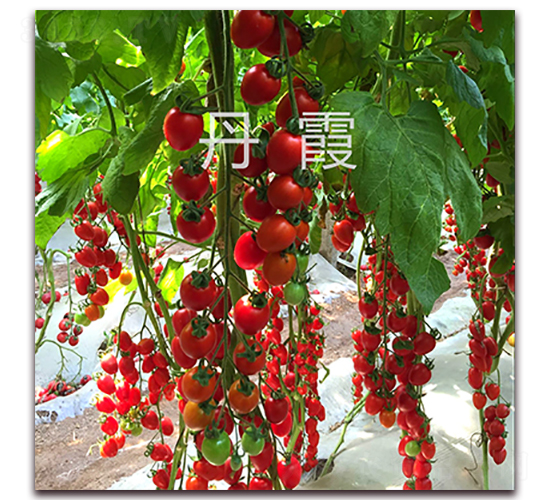 ��ϼ-���ҷ��ѷN��-��ʢԪ