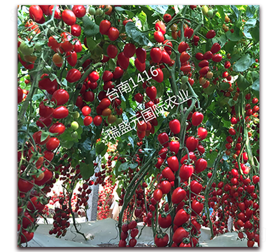 �_(t��i)��1416-���ҷ��ѷN��-��ʢԪ