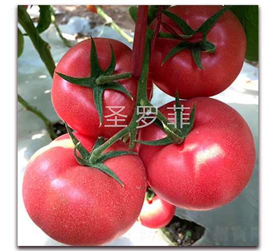 ʥ�_��-�۹����ѷN��-��ʢԪ