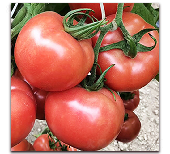 �_˹��-�۹����ѷN��-��ʢԪ