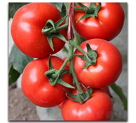 ��-�t�����ѷN��-��ʢԪ