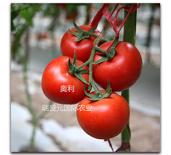 �W��-�t�����ѷN��-��ʢԪ