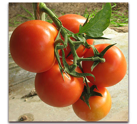 �S����-�t�����ѷN��-��ʢԪ