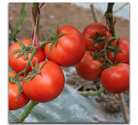 �R�D-�t�����ѷN��-��ʢԪ