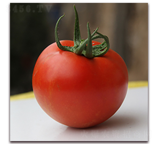 ����-�t�����ѷN��-��ʢԪ