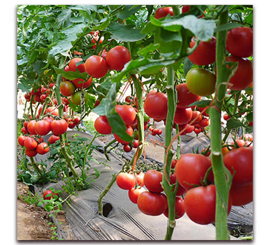 ����83-06-�t�����ѷN��-��ʢԪ