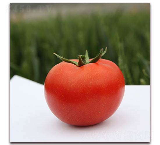 �S�_��-�t�����ѷN��-��ʢԪ