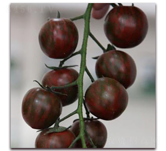 �ϻ�����-���ѷN��-��ʢԪ