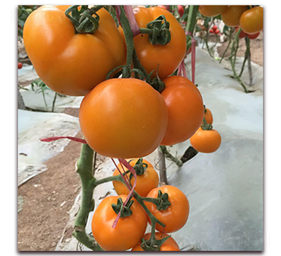 ̩��(gu��)��ɏ-���ѷN��-��ʢԪ