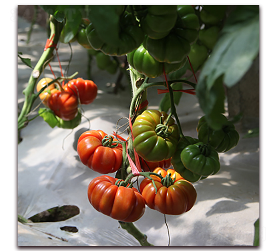 ������-���ѷN��-��ʢԪ