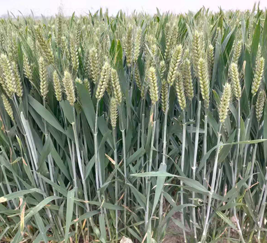 ����36-С���N��-���\(y��n)�N�I(y��)