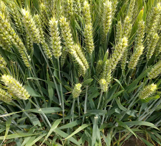 ���r(n��ng)207-С���N��-���\(y��n)�N�I(y��)