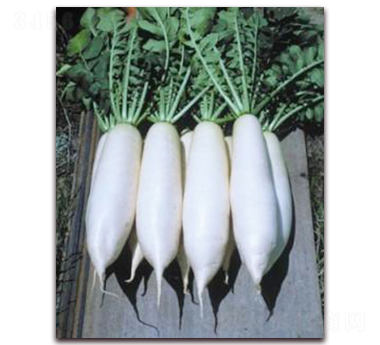 ���°�-����}���N��-���r���v