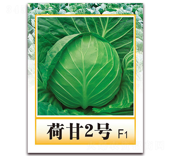 �ɸ�2̖F1-������{�N��-���r(n��ng)���v