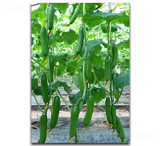 ��ķ˹�ص�-���S�ϷN��-���r(n��ng)���v